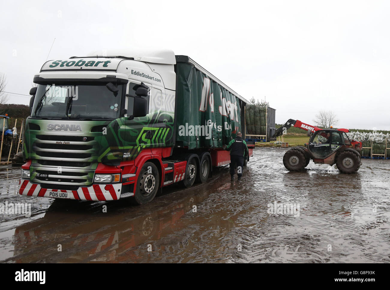 Waitrose Christmas trees Stock Photo Alamy