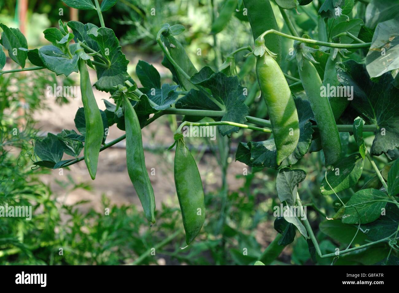 Close up view of maturing pea pods on the stem Stock Photo