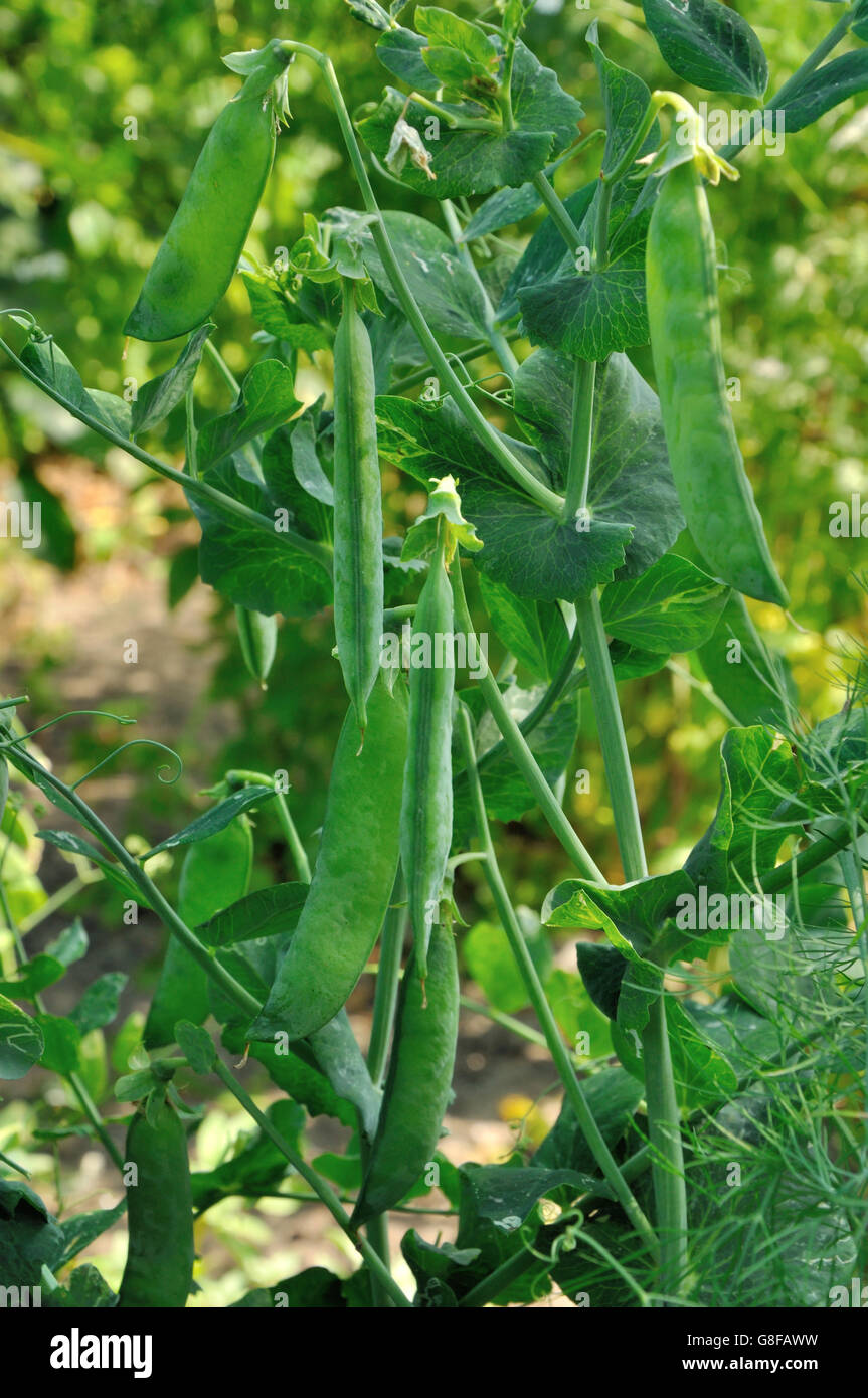 Close up view of maturing pea pods on the stem Stock Photo