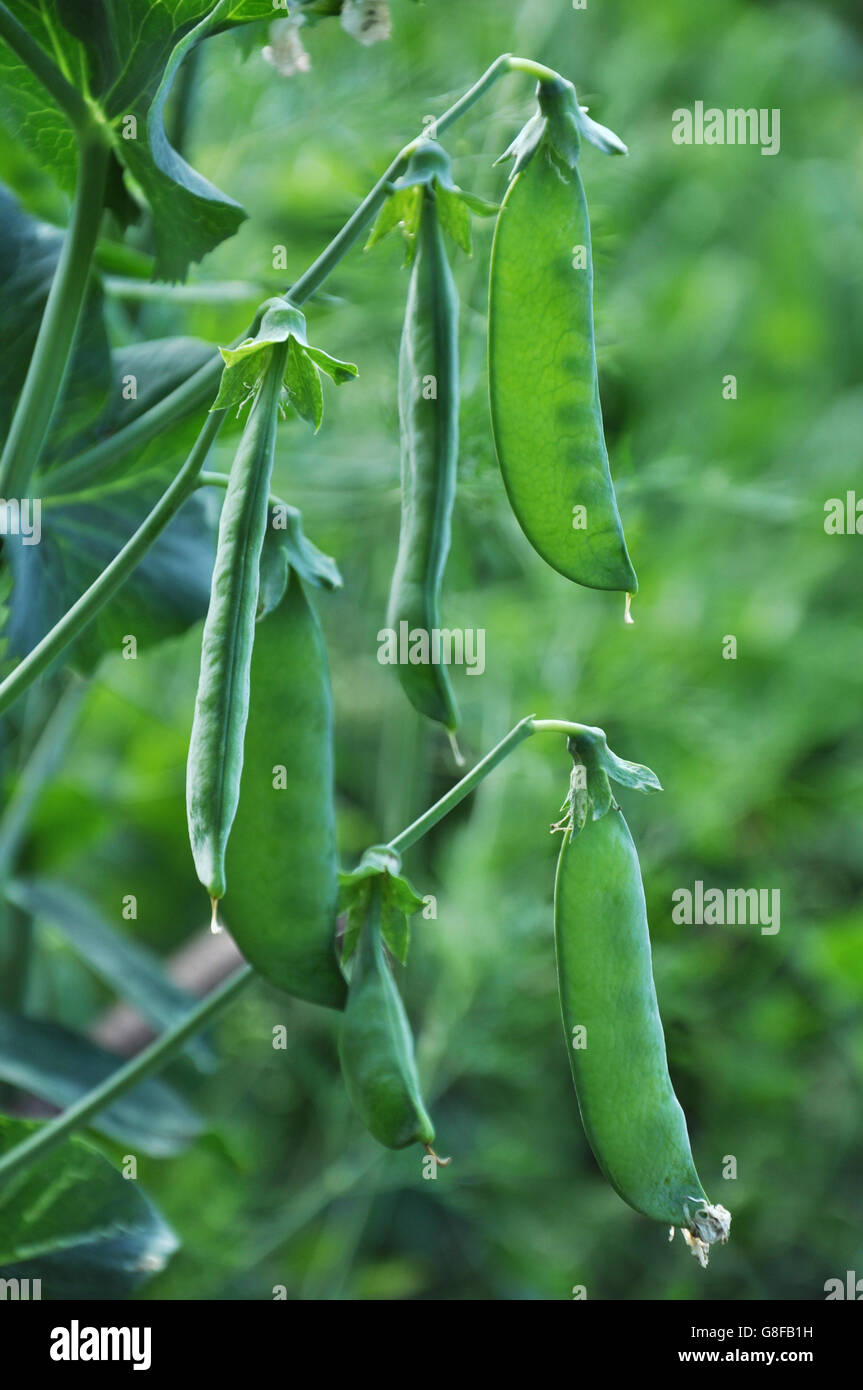Close up view of semitransparent maturing pea pods on the stem Stock Photo