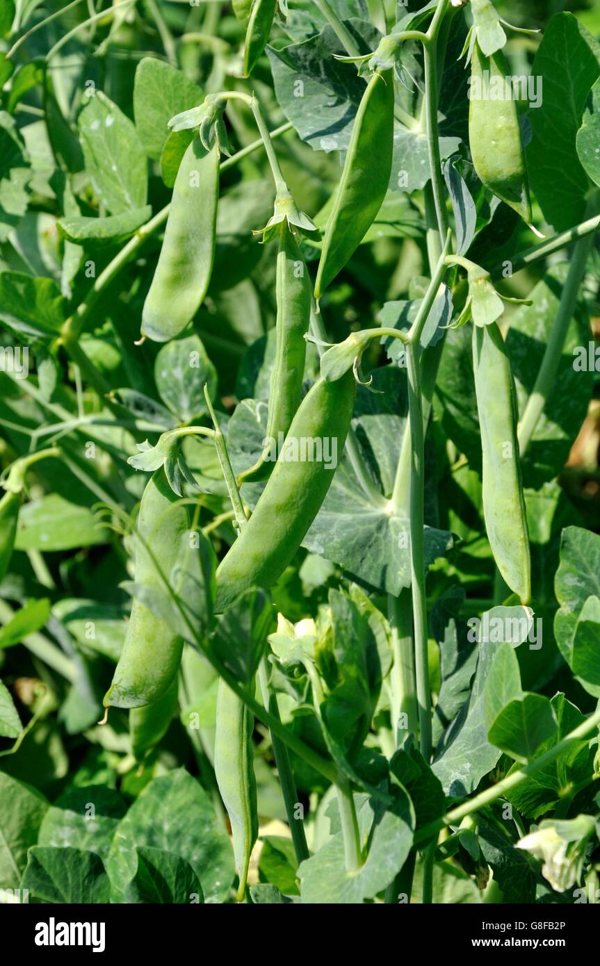 Close up view of maturing pea pods on the stem Stock Photo