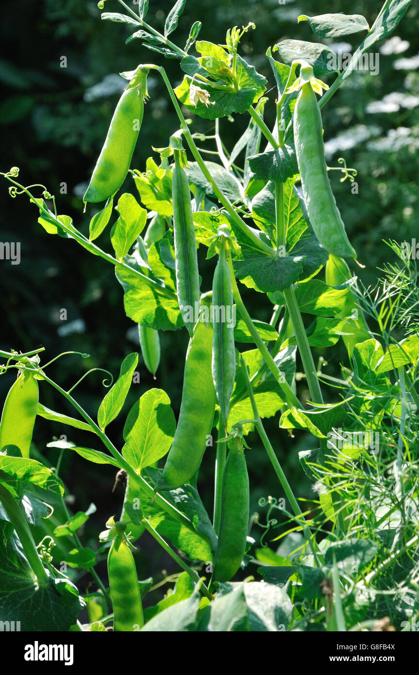 Close up view of semitransparent maturing pea pods on the stem Stock Photo
