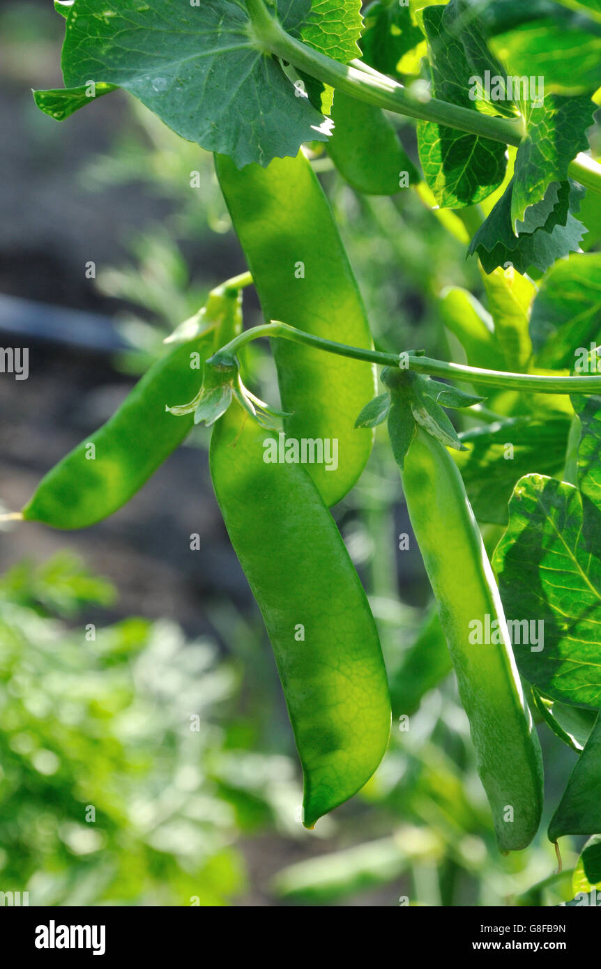 Close up view of semitransparent maturing pea pods on the stem Stock Photo