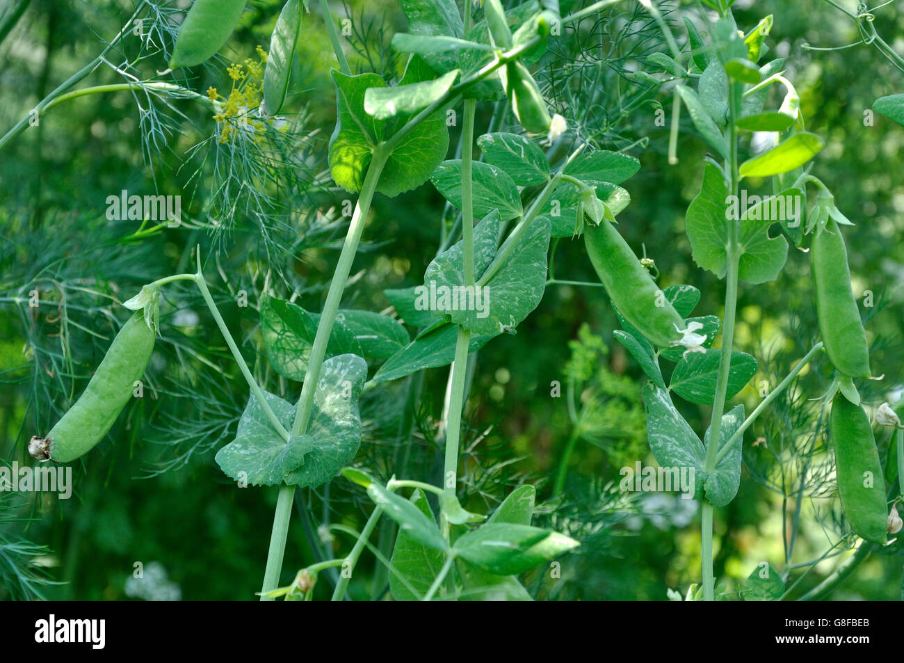 Close up view of maturing pea pods on the stem Stock Photo