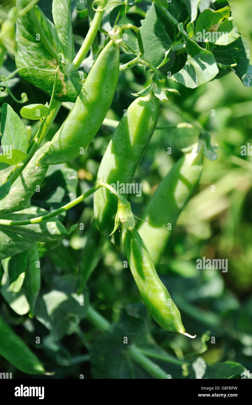 Close up view of maturing pea pods on the stem Stock Photo