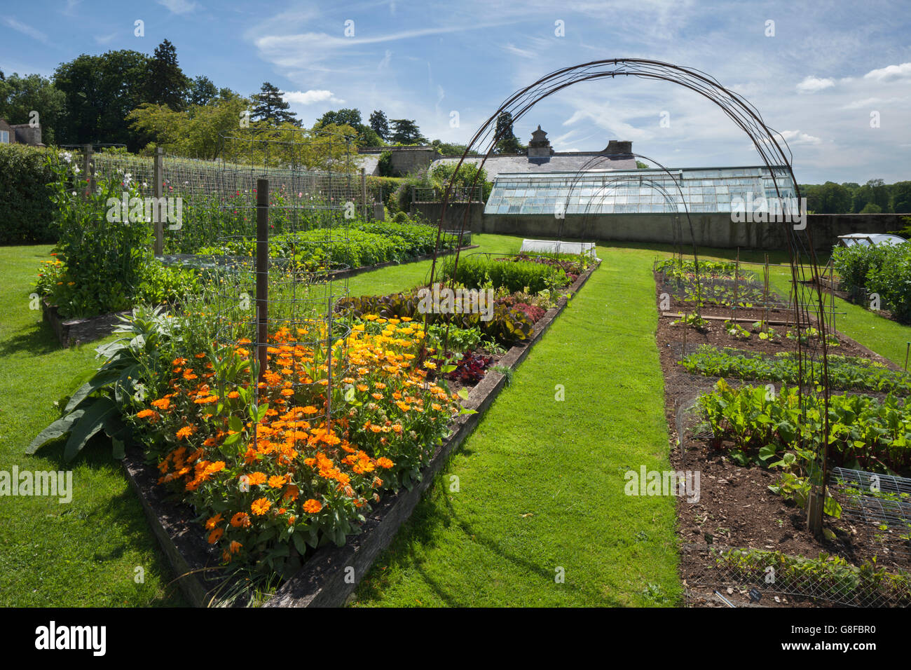 Marigolds and sweet peas growing in the vegetable garden of Easton Walled Garden to attract pollinating bees and insects, Lincolnshire, England Stock Photo