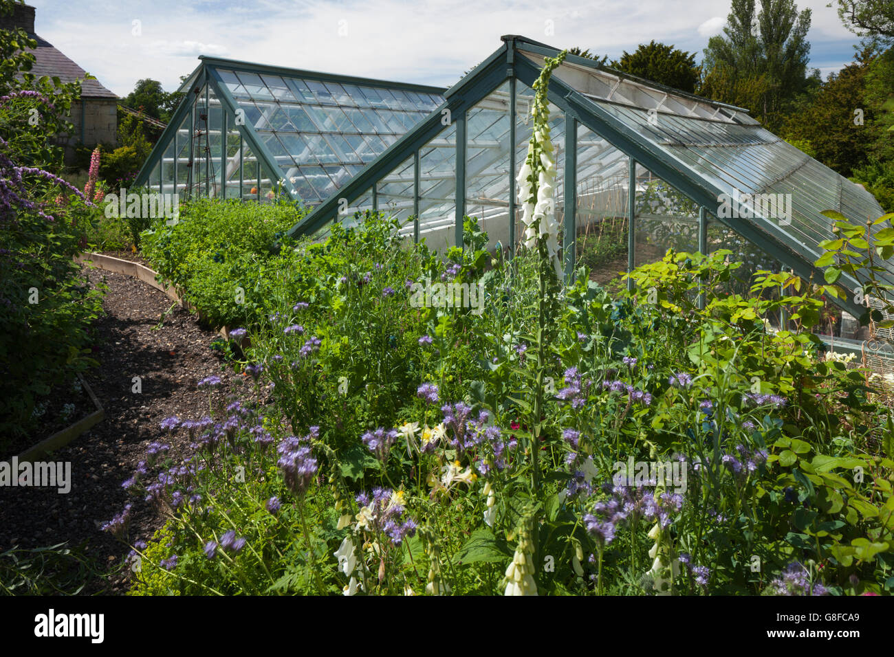 A pair of greenhouses bordered by raised flowerbeds of cottage garden