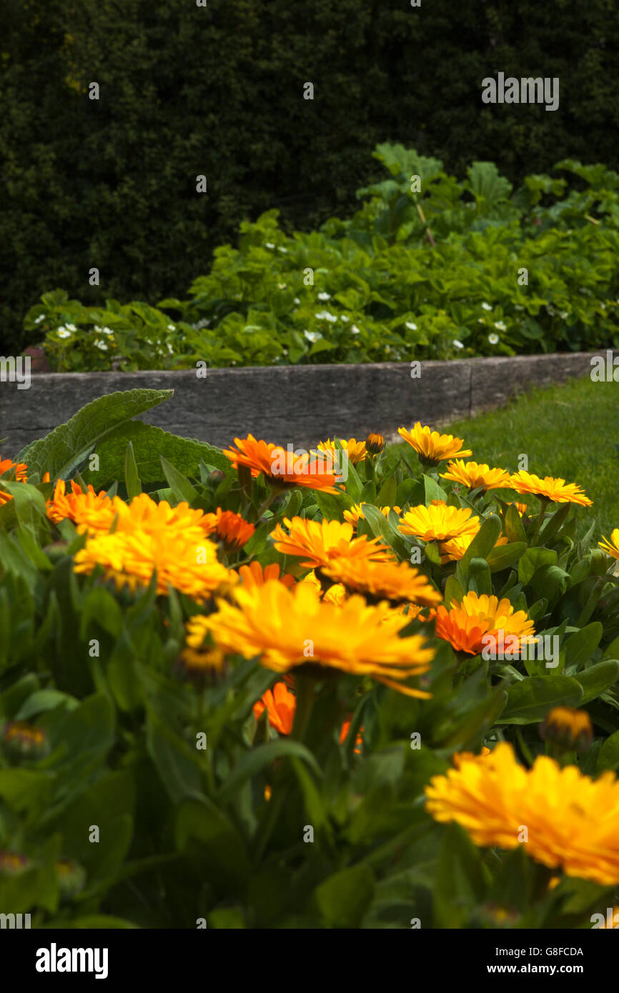 Bright marigolds grown within the vegetable garden of Easton Walled Garden to aid pollination by bees, butterflies and insects, Lincolnshire, England Stock Photo