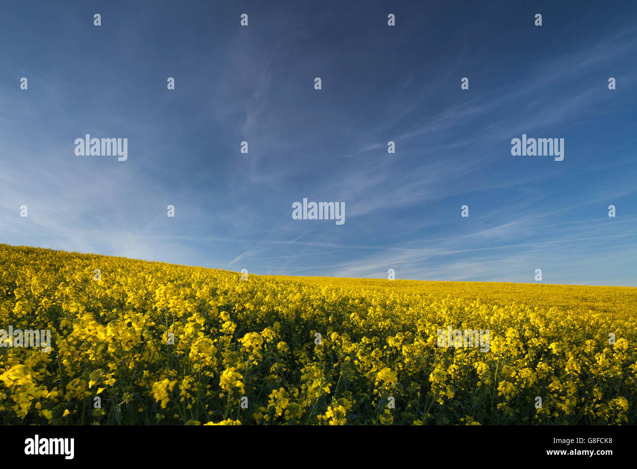 A field of bright yellow flowering oilseed against a blue sky and light, fair-weather cloud in Northamptonshire, England Stock Photo