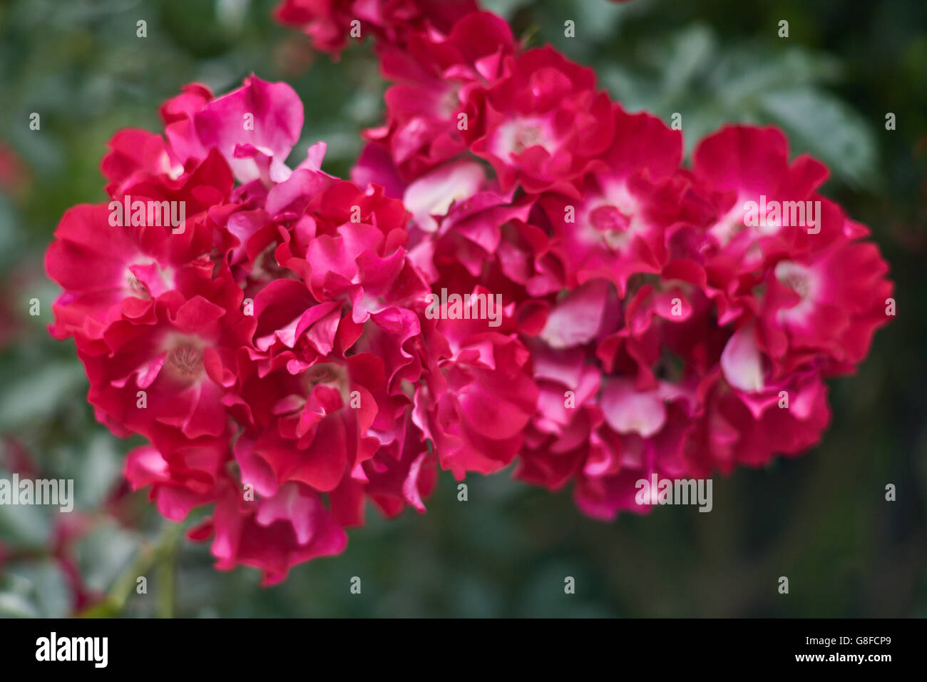 Cluster of red roses rose close up Stock Photo Alamy
