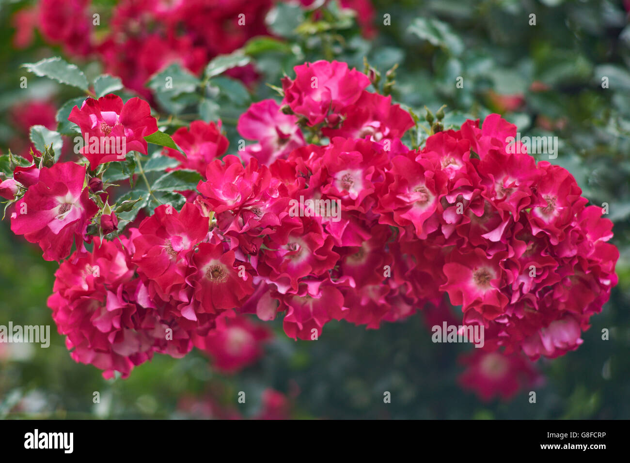 Cluster of red roses rose close up Stock Photo Alamy