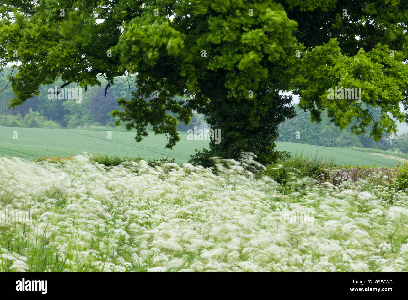 An oak tree, its trunk cloaked in ivy, growing in a hedgerow rising above a profusion of cow parsley, Northamptonshire, England Stock Photo