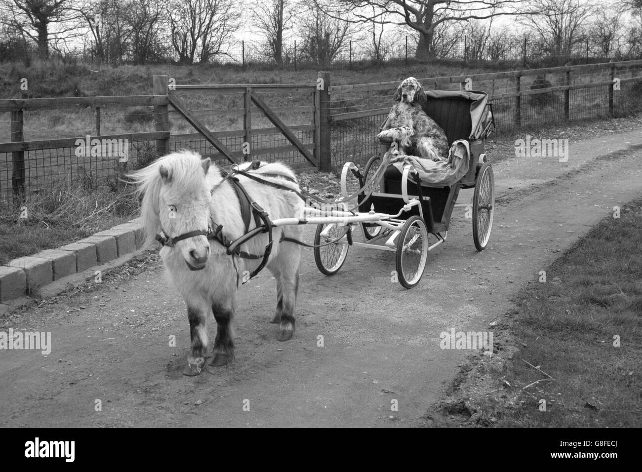 Bran the dog sits in a cart harnessed to Dougal the pony at the Formakin Animal Centre near Benson, Oxon, which supplies animals for TV appearances. Bran has appeared in the Morecambe and Wise Show. Stock Photo
