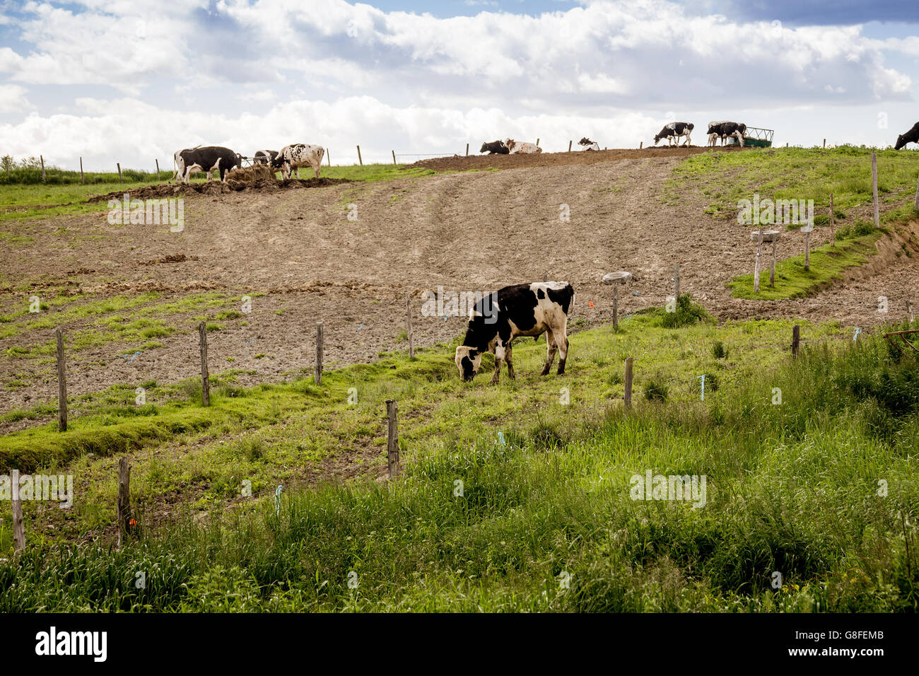 Holstein Friesians cattles in the pasture Stock Photo