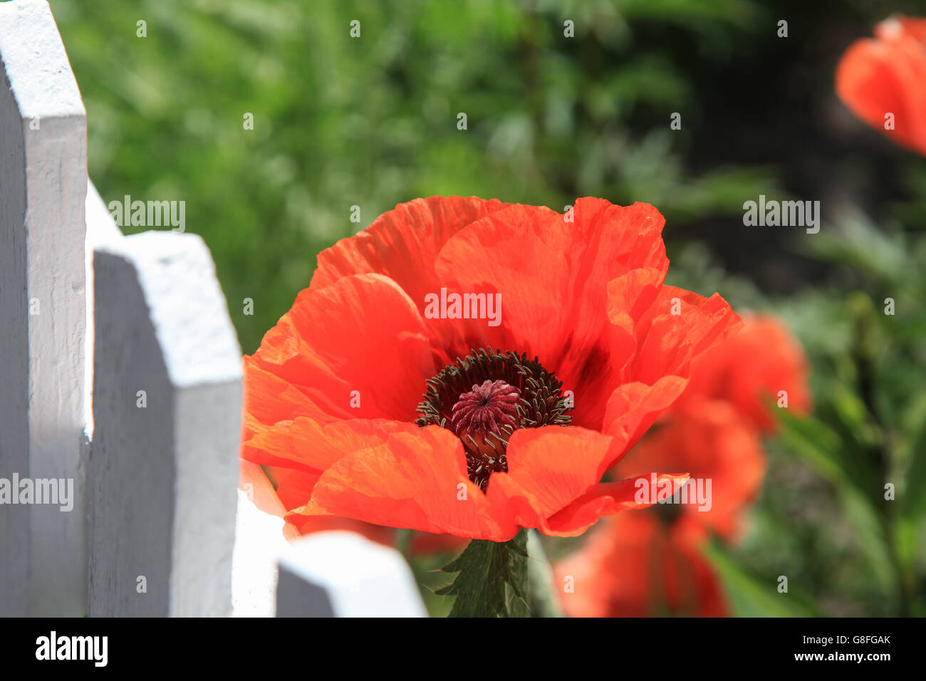 Beautiful red poppy at white painted picket fence Stock Photo