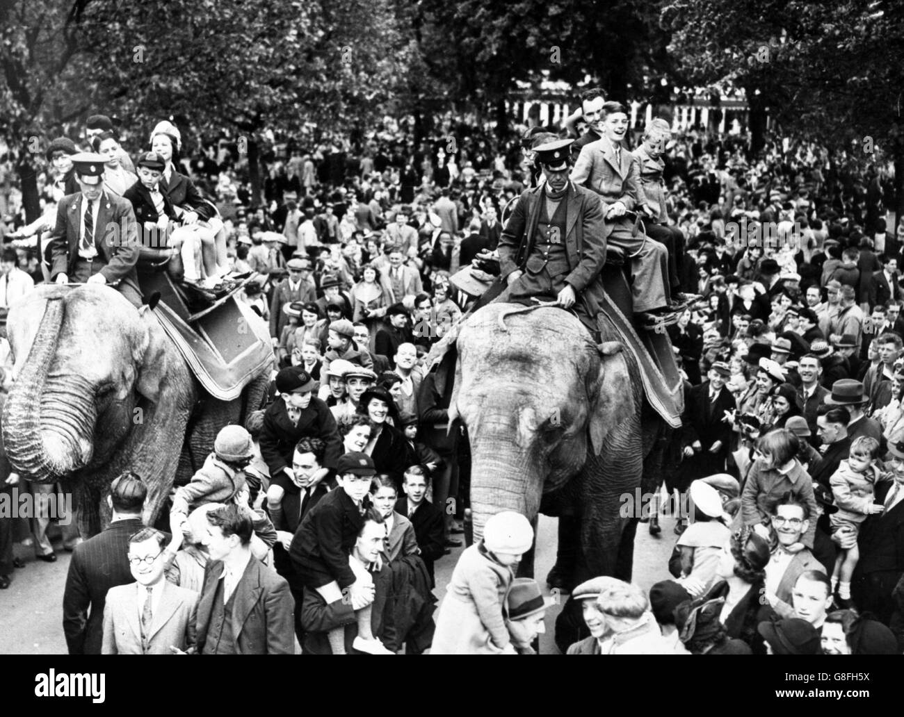 Elephant Rides London Zoo 1938 Stock Photo Alamy