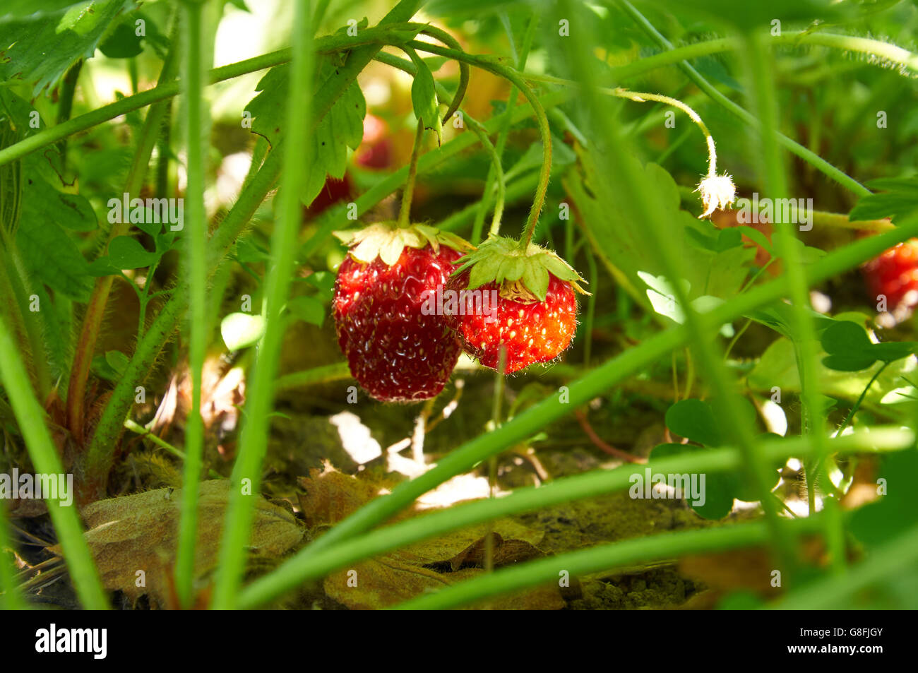 Close up photo of strawberries in evening light Stock Photo