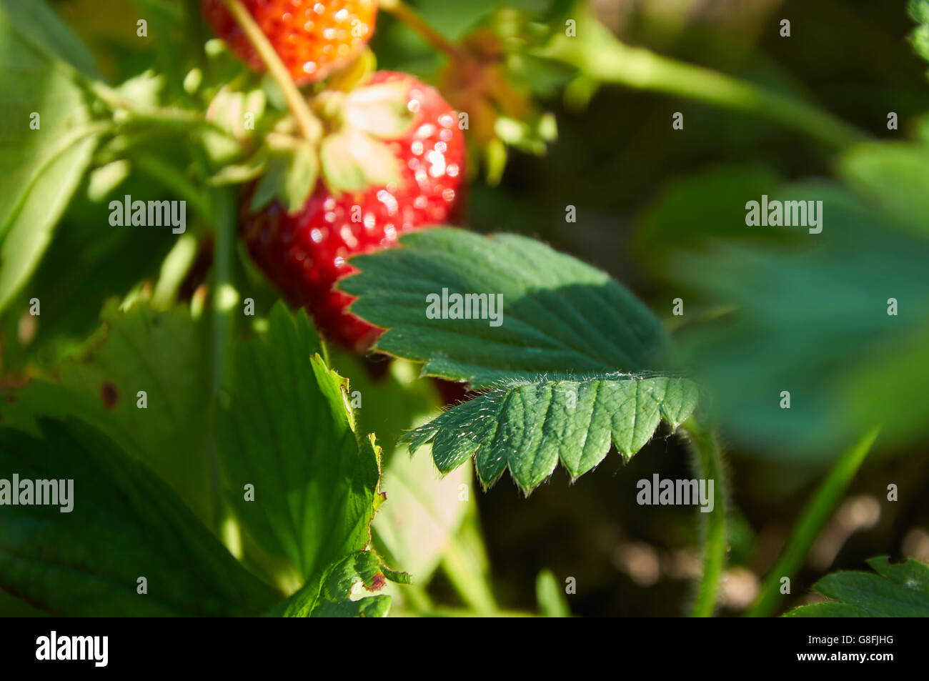 Close-up photo of strawberry leaf in evening light Stock Photo