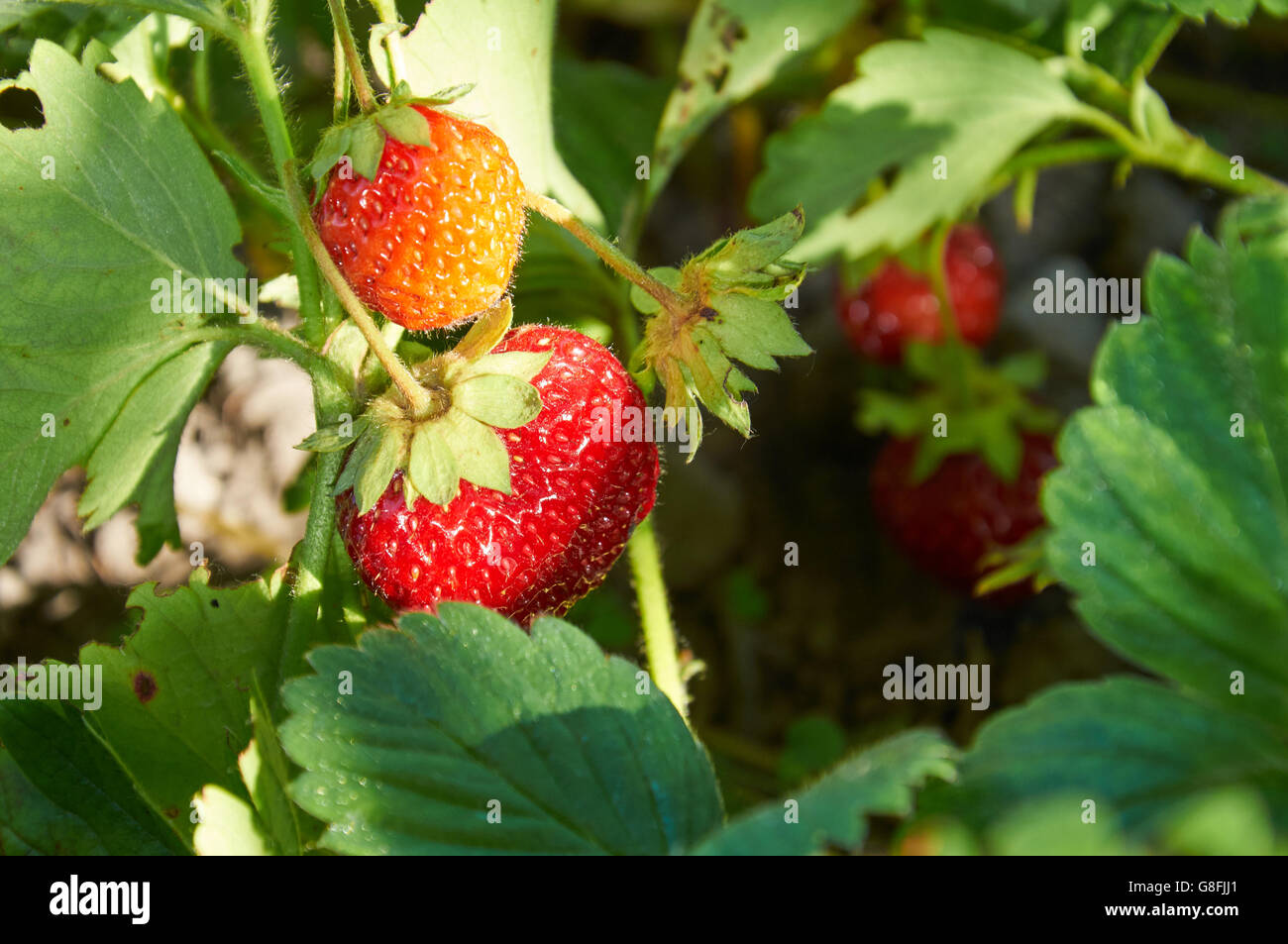 Close up photo of strawberries in evening light Stock Photo