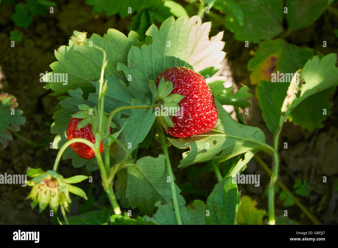 Strawberries plant hires stock photography and images Alamy