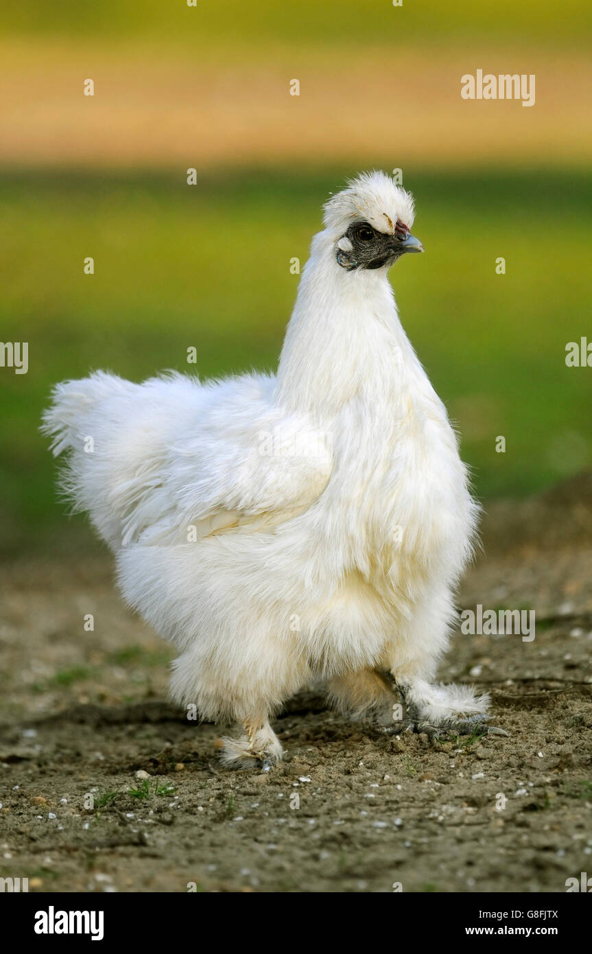 Vertical portrait of female adult of silkie, Gallus gallus, walking on the ground. Stock Photo