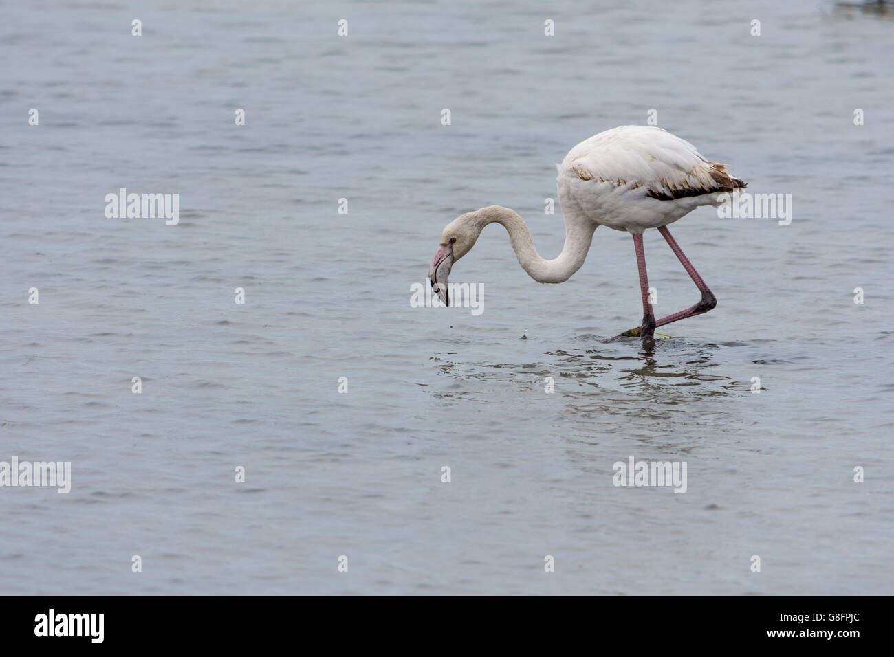 A flamingo looking for food on the water in the South of France. Stock Photo