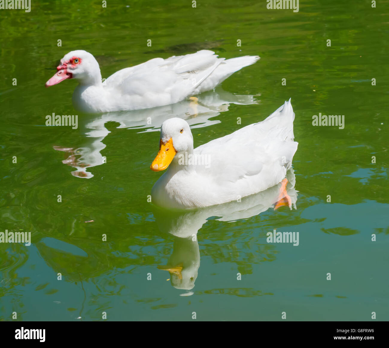 two ducks in a green pond Stock Photo Alamy