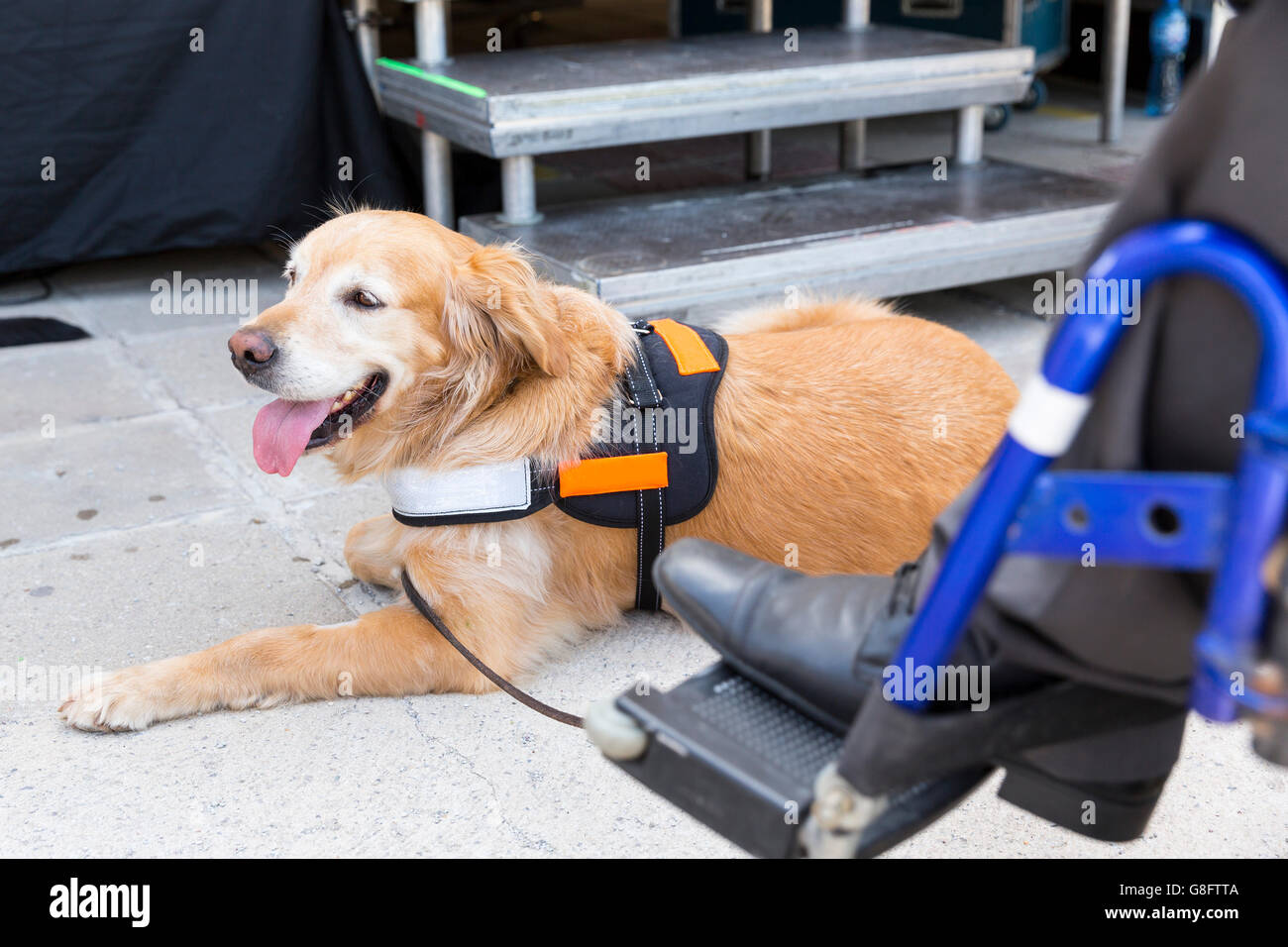An assistance dog is trained to aid or assist an individual with a ...