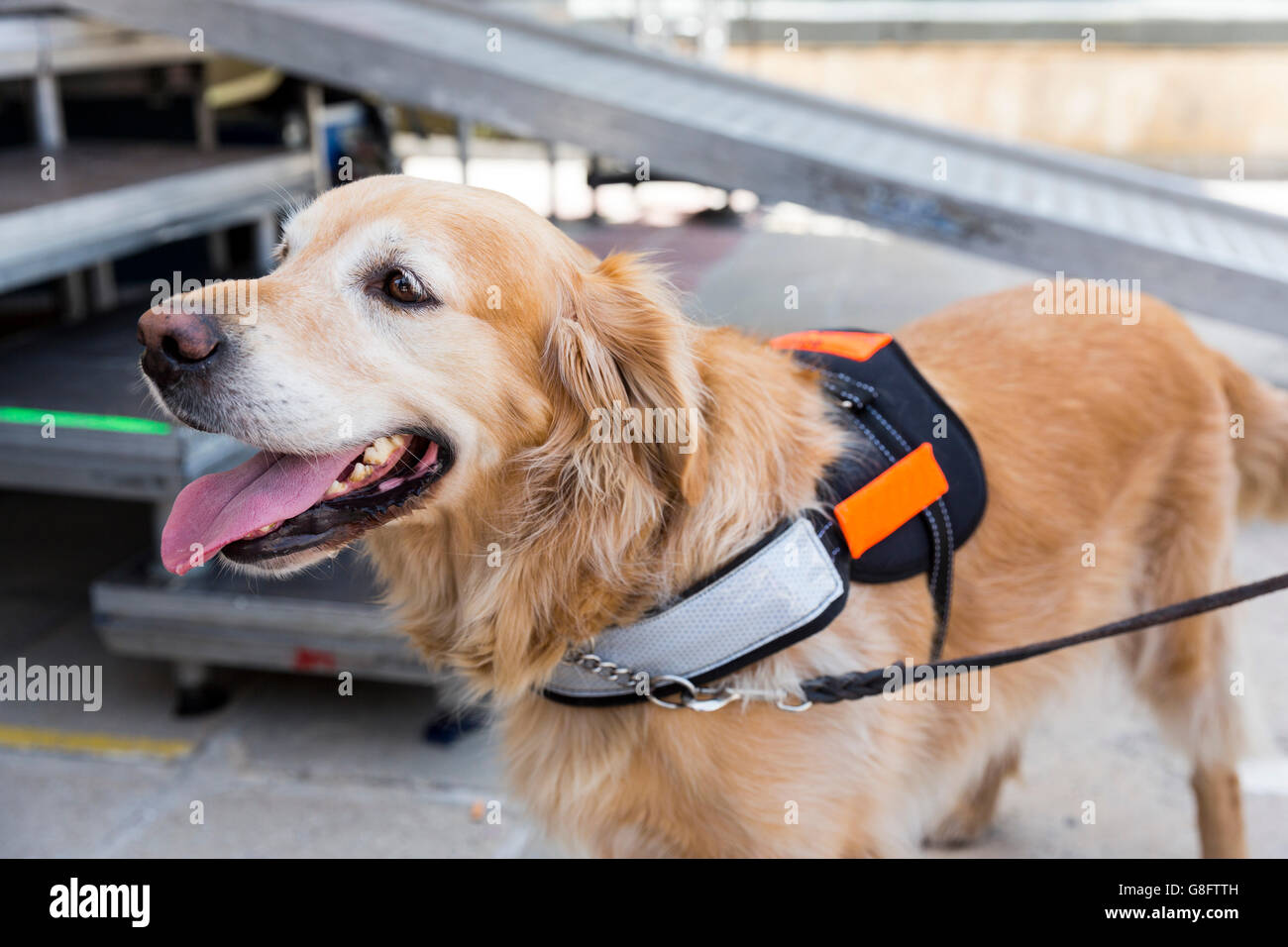 An assistance dog is trained to aid or assist an individual with a disability. Many are trained by an assistance dog organizatio Stock Photo
