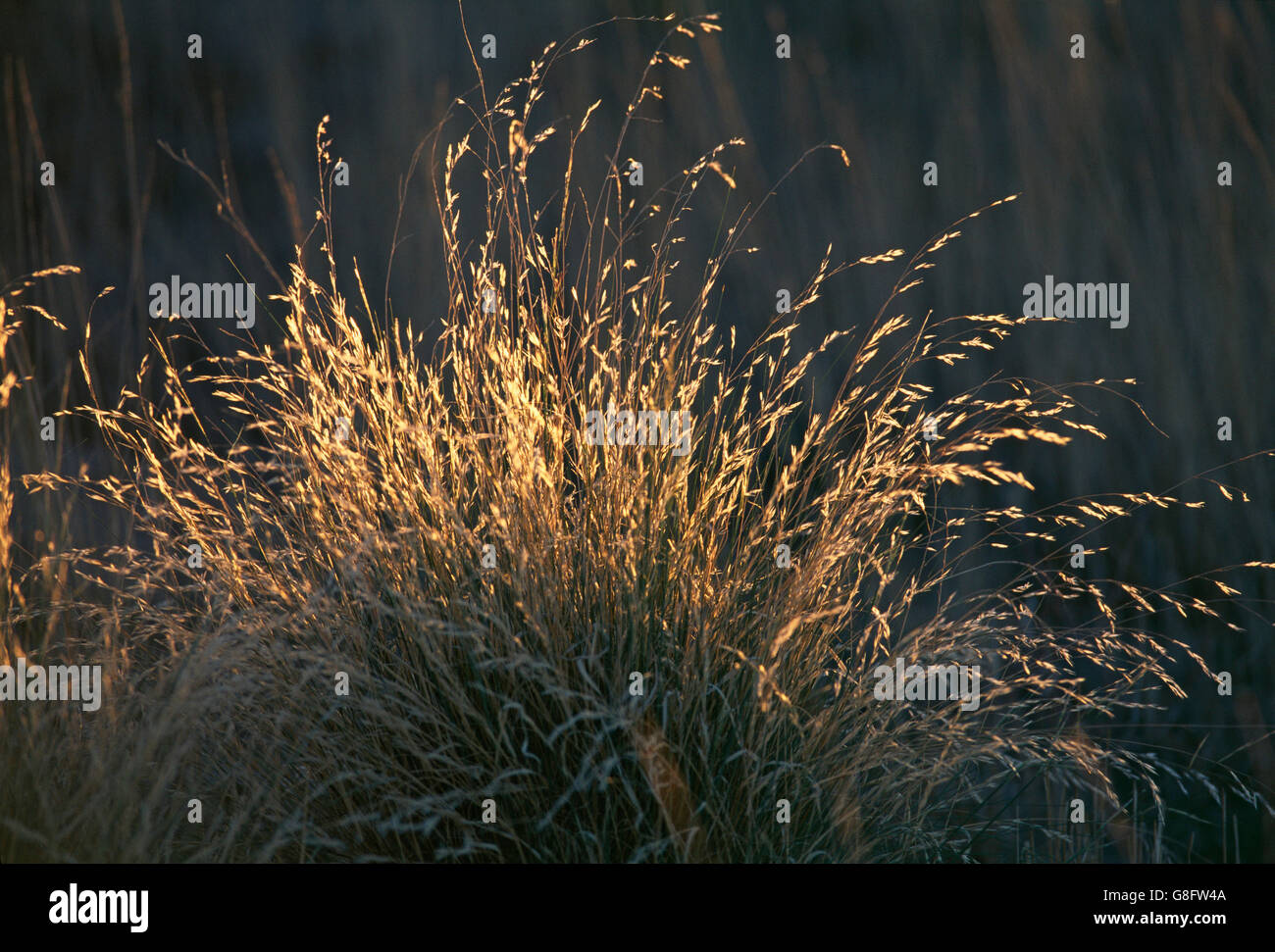 Grass, Kalahari Desert, South Africa. Stock Photo