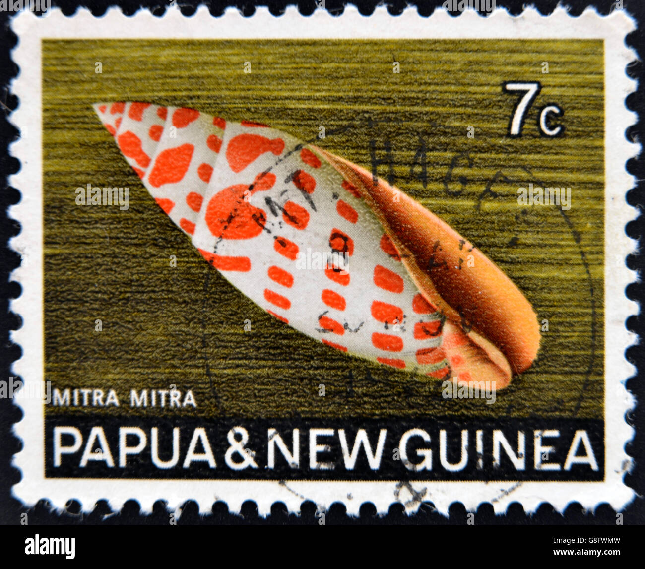 PAPUA NEW GUINEA - CIRCA 1969:  A stamp printed in Papua New Guinea shows shell Mitra mitra (Episcopal miter), circa 1969 Stock Photo
