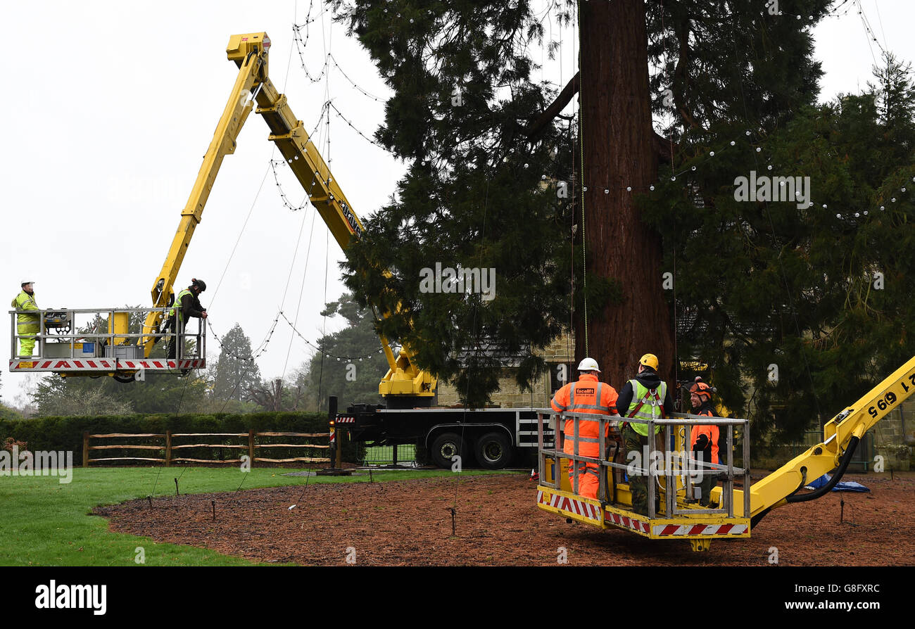 UK's largest growing Christmas tree Stock Photo Alamy