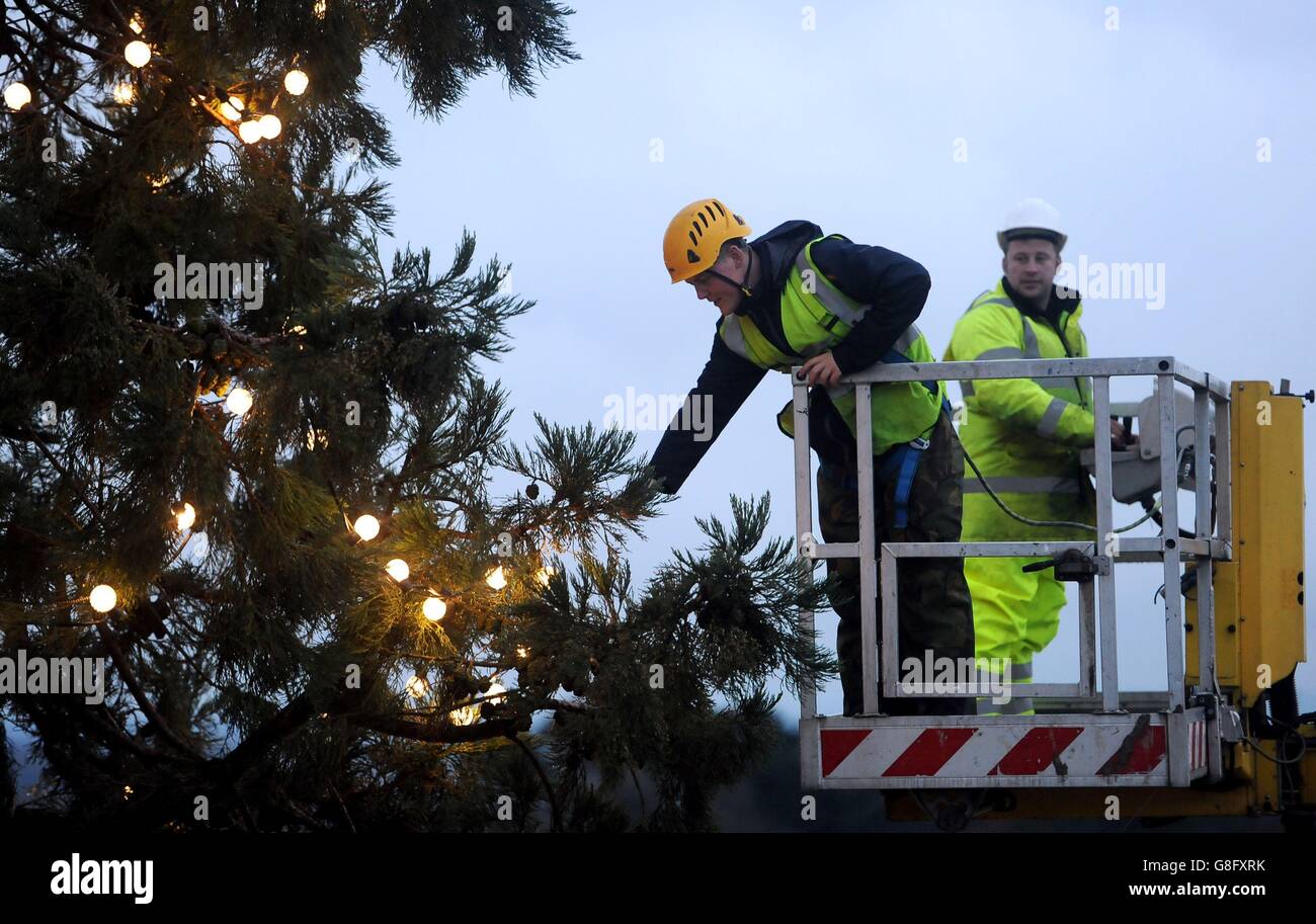UK's largest growing Christmas tree Stock Photo Alamy
