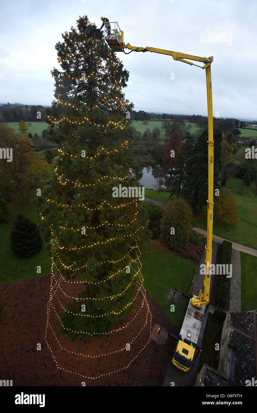 UK's largest growing Christmas tree Stock Photo Alamy