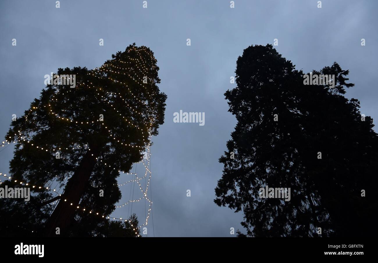 Lights are tested on the uks tallest living christmas tree hires stock