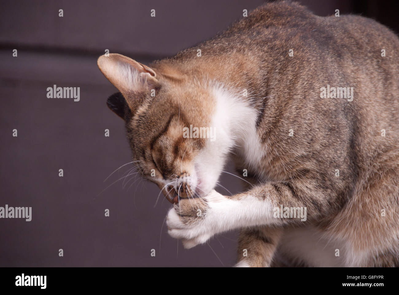 Face wash a cat Stock Photo Alamy