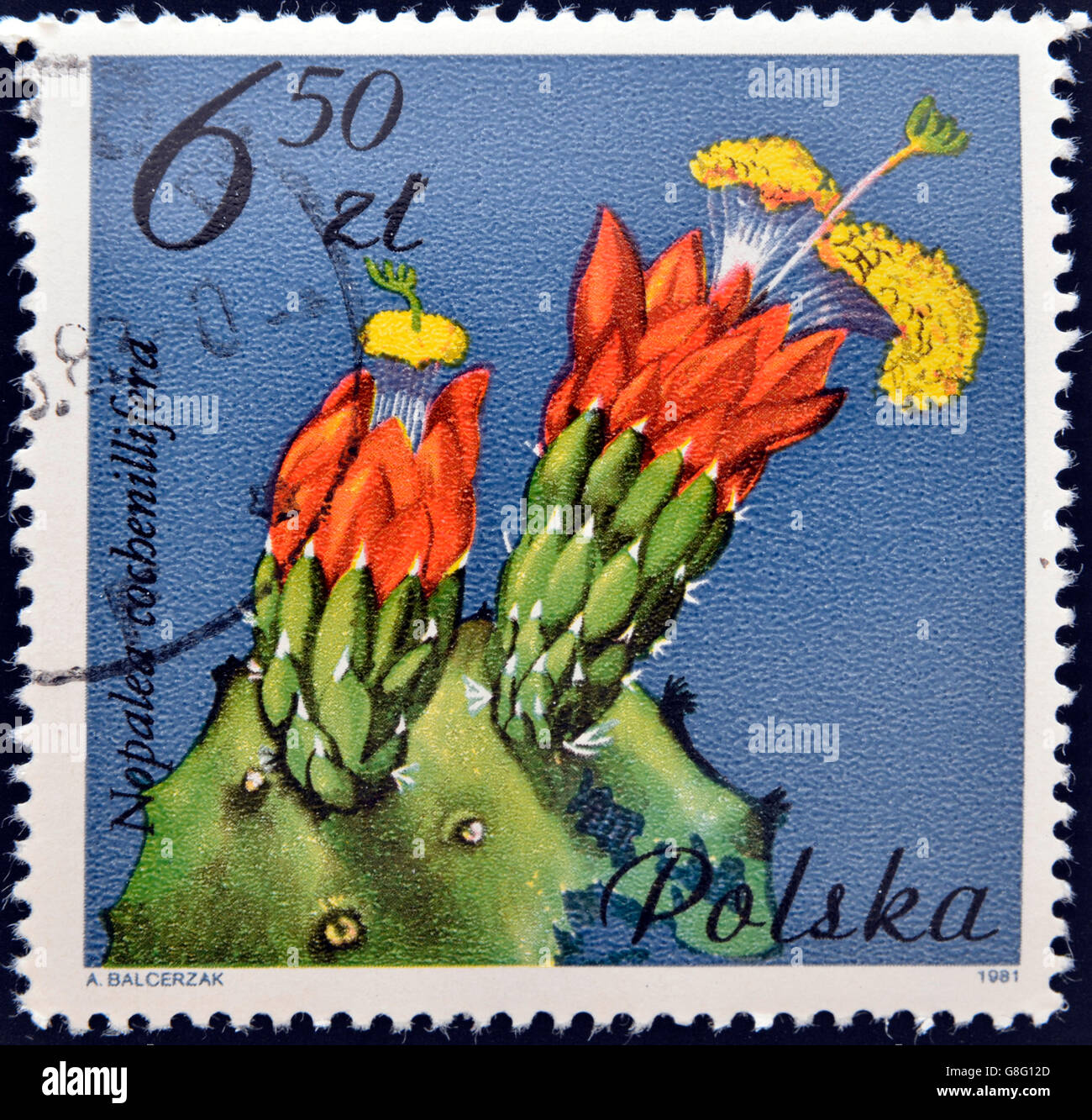POLAND - CIRCA 1981: A Stamp printed in Poland shows Nopalea cochenillifera, circa 1981 Stock Photo