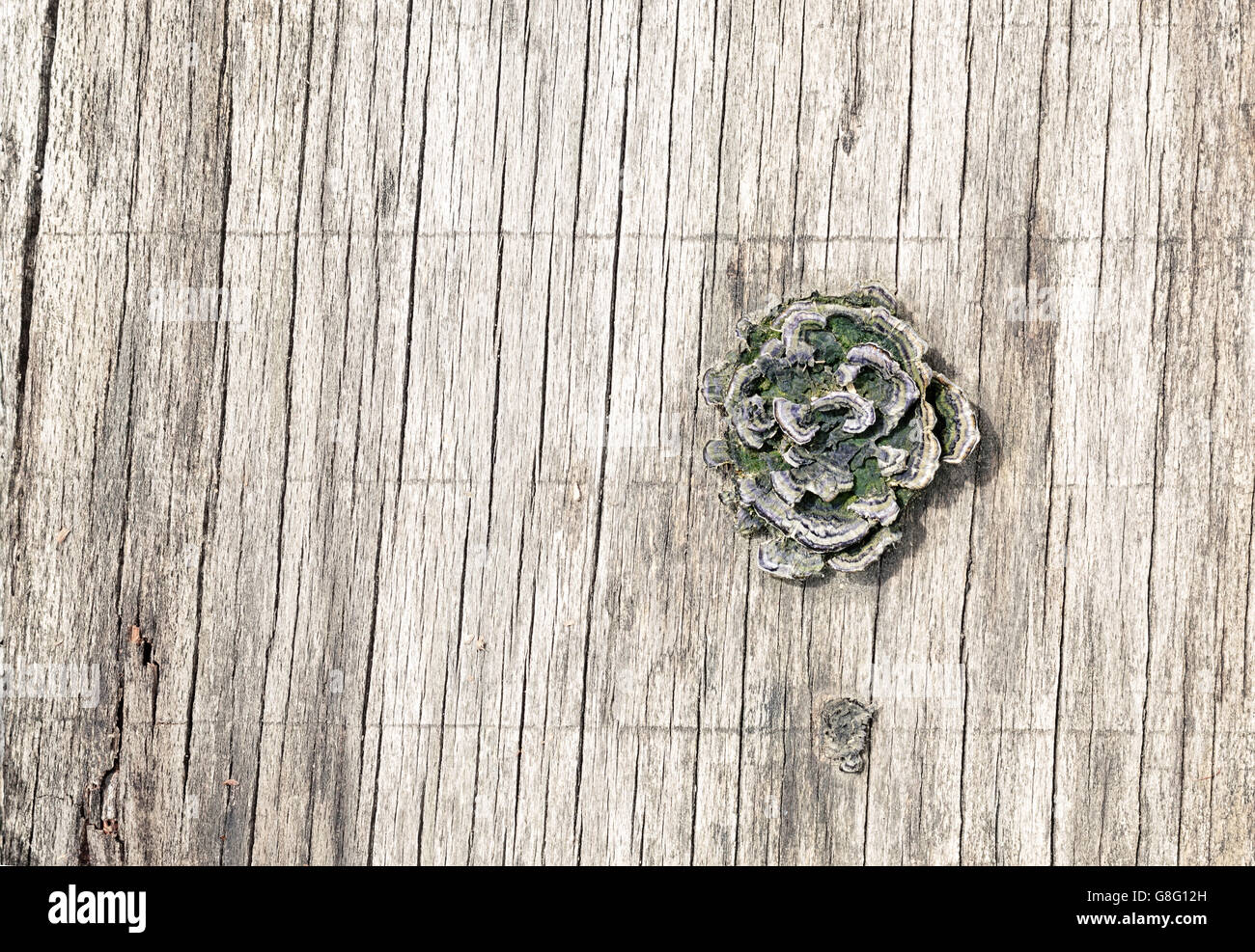 Weathered lined wooden board with mushroom growing from it. Stock Photo