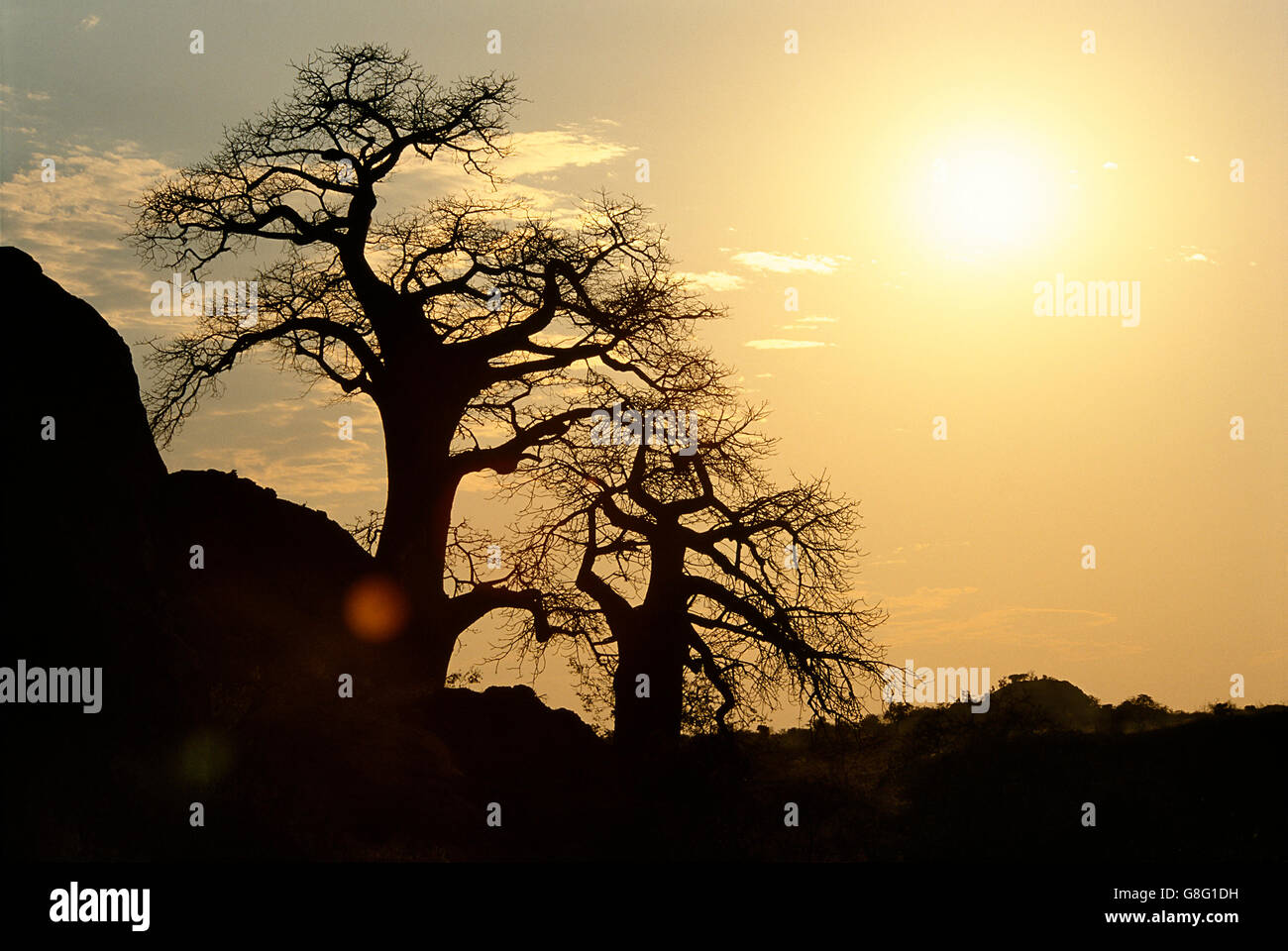 Baobab trees silhouette, Kingdom of Mapungubwe, Limpopo, South Africa. Stock Photo