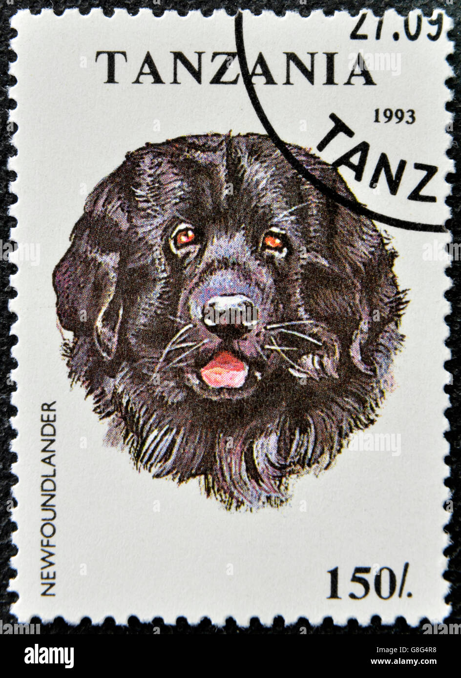 TANZANIA - CIRCA 1993: A stamp printed in Tanzania shows Newfoundlander, circa 1993 Stock Photo