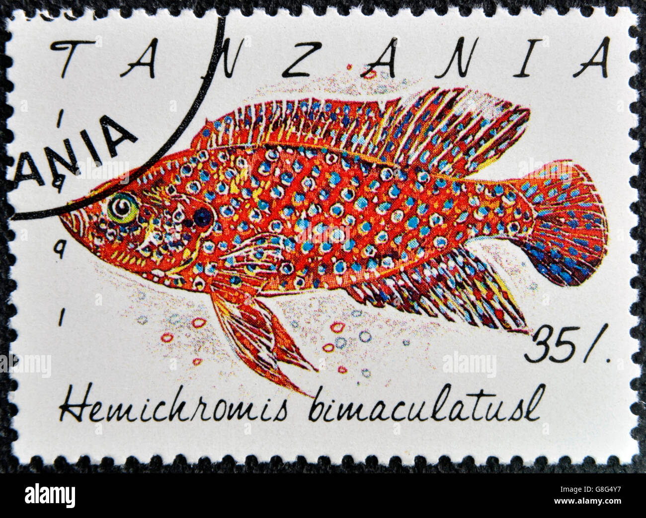 TANZANIA - CIRCA 1991: A stamp printed in Tanzania shows Hemichromis bimaculatusl, circa 1991 Stock Photo