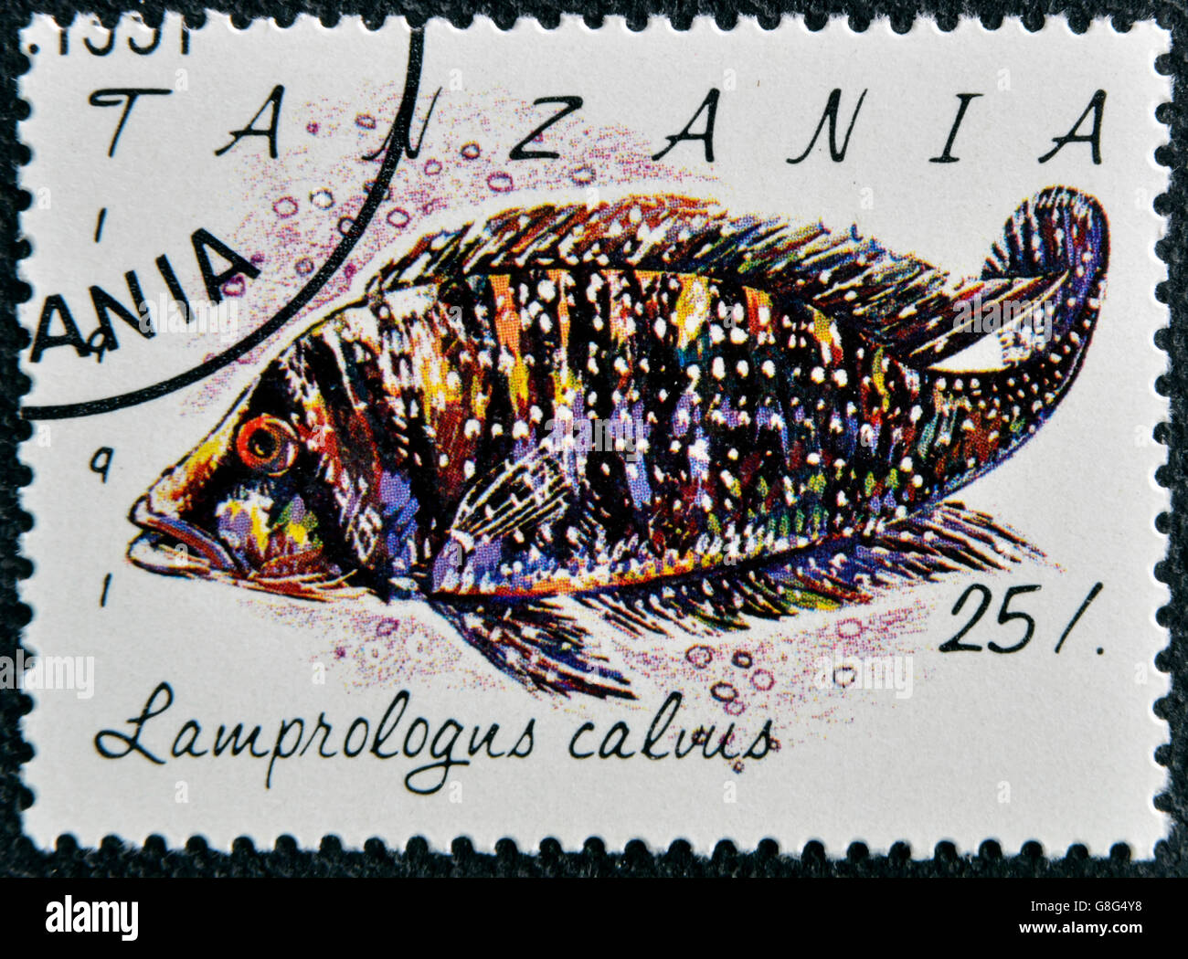 TANZANIA - CIRCA 1991: A stamp printed in Tanzania shows Lamprologus calvus, circa 1991 Stock Photo