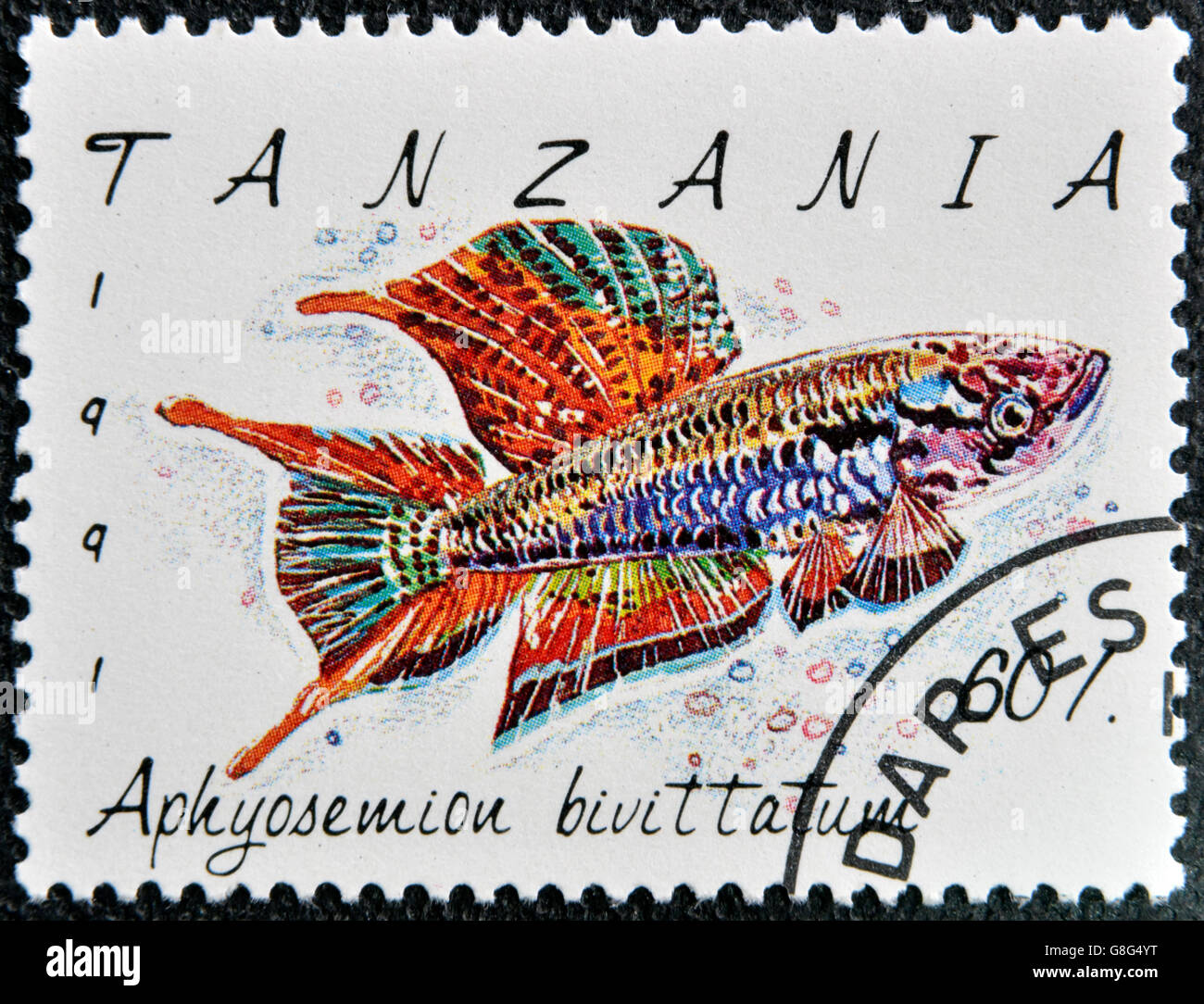 TANZANIA - CIRCA 1991: A stamp printed in Tanzania shows Aphyosemion bivittatum, circa 1991 Stock Photo