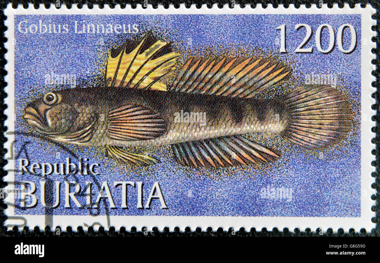 BURYATIA - CIRCA 1997: A stamp printed in Buryatia shows Gobius Linnaeus, circa 1997 Stock Photo
