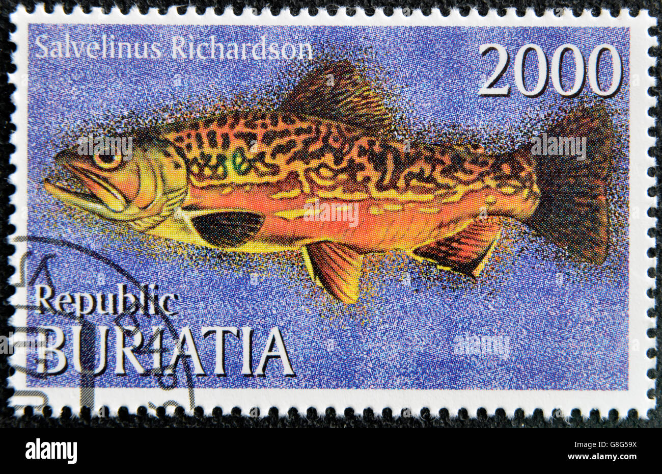 BURYATIA - CIRCA 1997: A stamp printed in Buryatia shows salvelinus richardson, circa 1997 Stock Photo