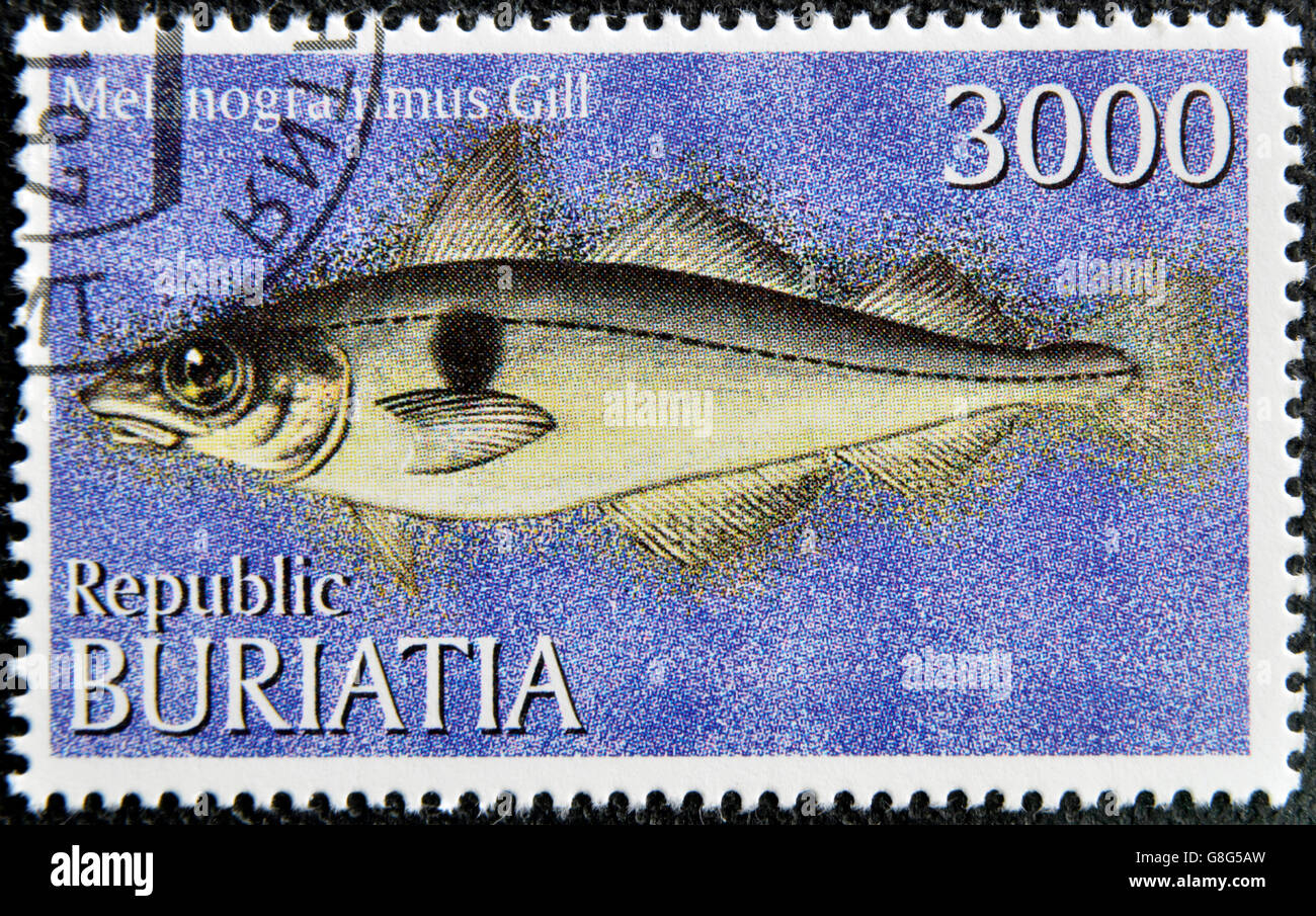 BURYATIA - CIRCA 1997: A stamp printed in Buryatia shows melanogrammus gill, circa 1997 Stock Photo