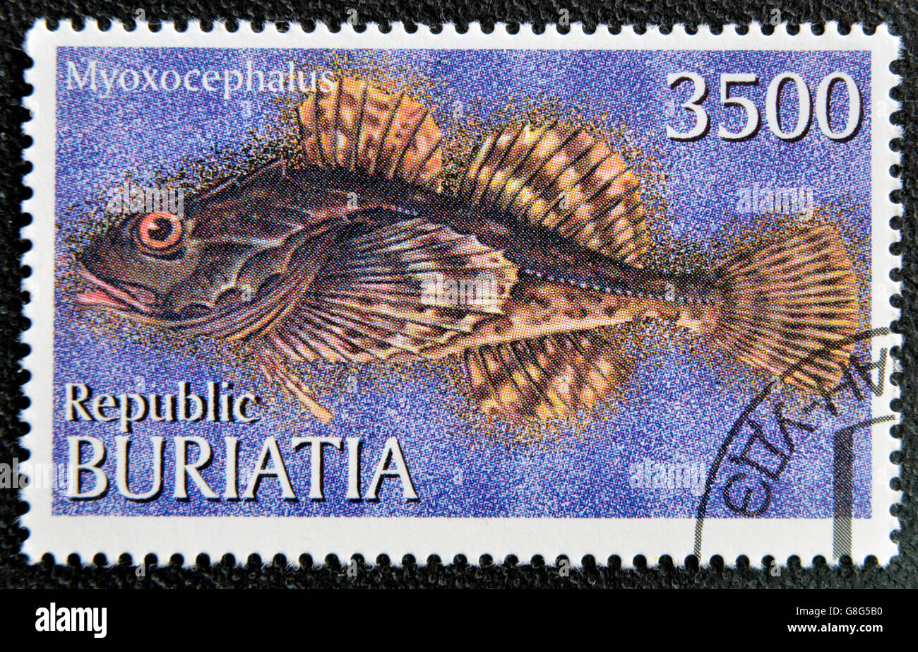 BURYATIA - CIRCA 1997: A stamp printed in Buryatia shows myoxocephalus, circa 1997 Stock Photo