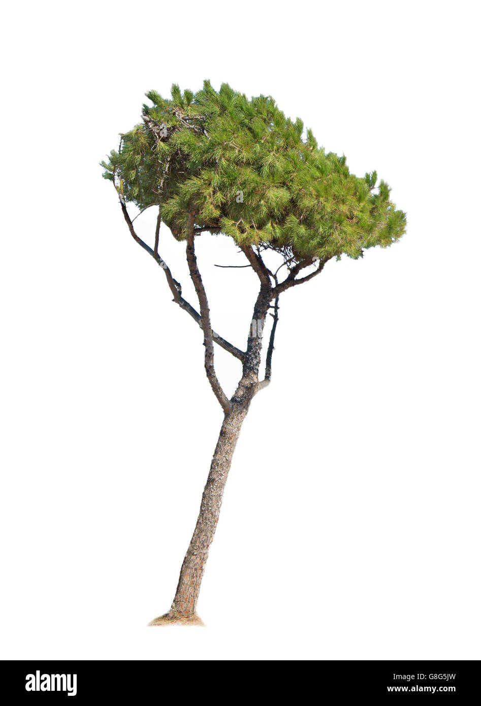 pine tree isolated on white background Stock Photo - Alamy