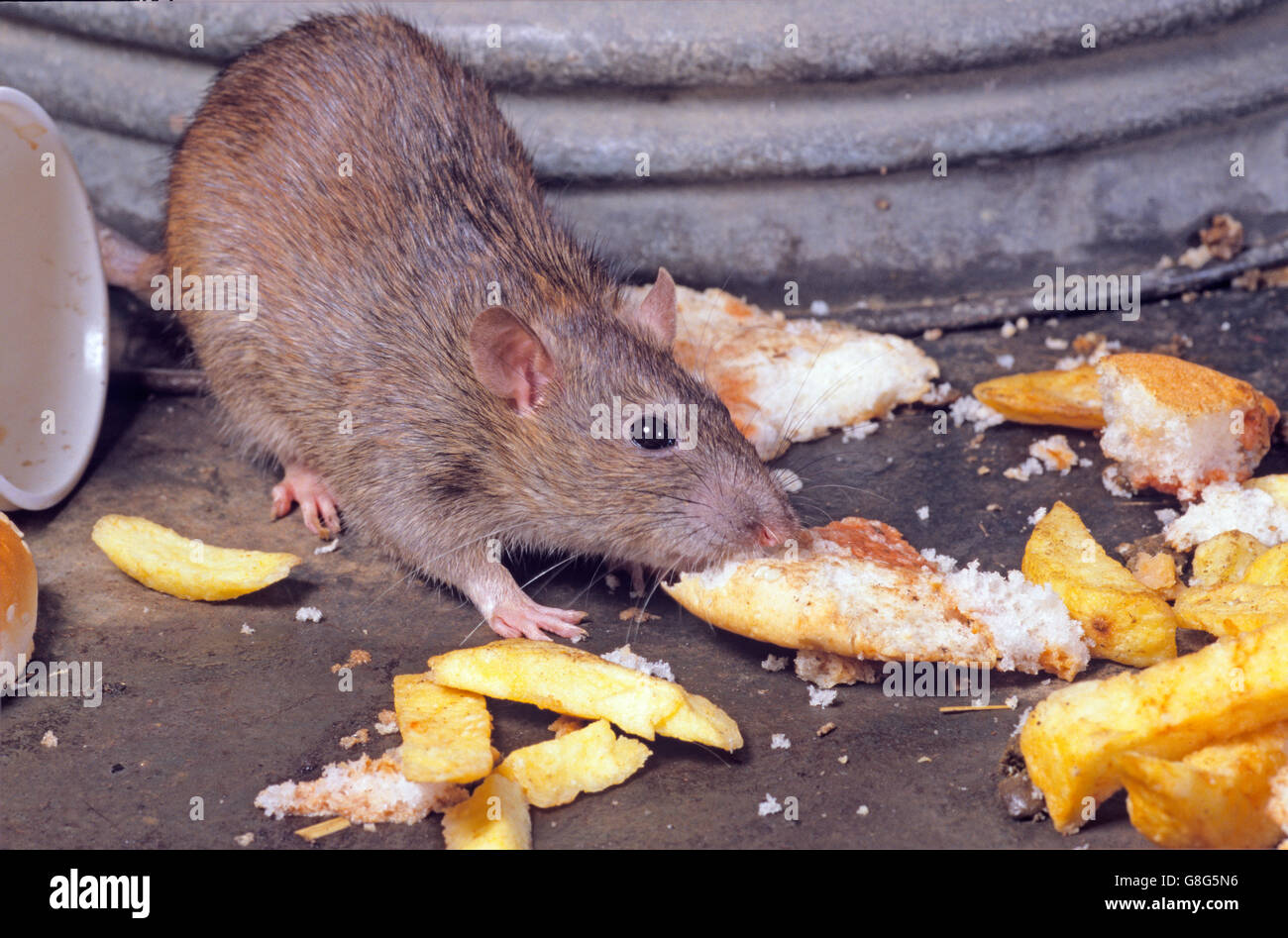 Brown rats Rattus norvegicus  taking advantage of discarded food near food take away outlet in urban environment Stock Photo