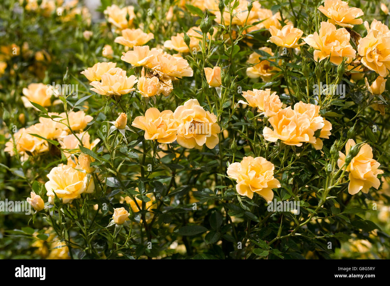 Rose gold color hires stock photography and images Alamy